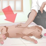 Trimma din hund efter att den har kastrerats