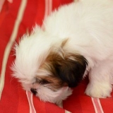 Trimma din hund