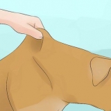 Låt din hund dricka vatten