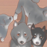 Träna din tjänstehund utan en professionell tränare