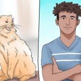 Stoppa din katt från att bita och klia sig