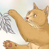 Låt din katt sova med dig