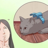 Inaktivera din katt