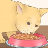 Gör din katt glad