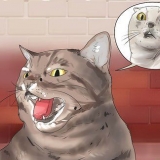 Få din katt att sluta blåsa