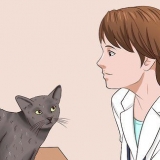 Rengör din katt när den inte kan göra det själv