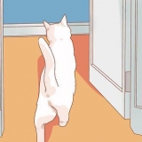Uppmuntra din nya katt att sluta gömma sig