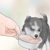 Träning och vård av din nya siberian husky-valp