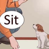Lär din valp att ligga ner
