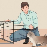 Träna din shih tzu