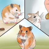 Ta hand om din sjuka hamster