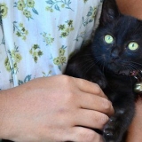 Tvätta unga kattungar