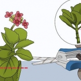 Odlar kalanchoe