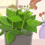 Beskärning av kalanchoe