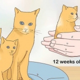 Separerar kattungar från mamma katt för adoption