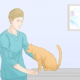 Att få katter att sluta kissa på mattan