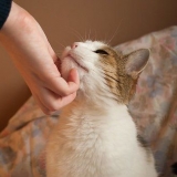 Uppfostra katter