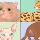 Erkänn kattraser