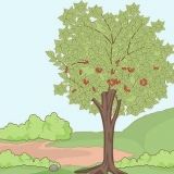 Plantera körsbärsgropar
