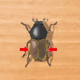 Identifiera skalbaggar
