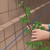 Bly klätterrosor