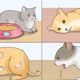 Minska feber hos katter