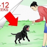 Labrador retrievers träning