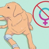 Uppfödning av labradorer