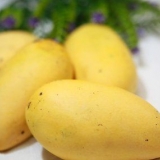 Förvaring av mango