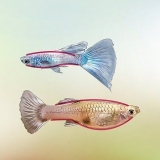 Identifiera manliga och kvinnliga guppies