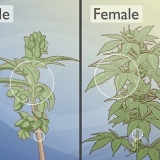 Att skilja manliga cannabisplantor från kvinnliga