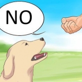 Säg nej till din hund