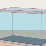Ta hand om neon tetras