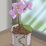 Transplantera orkidéer