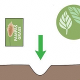 Odla pampas gräs
