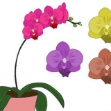 Phalenopsis orkidéer (fjärilsorkidéer) vård