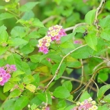 Plantera sticklingar