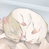 Ha kul med din hamster