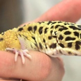 Ha kul med din pantergecko