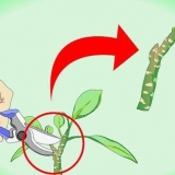 Plumeria sticklingar