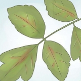 Desarmerande poison oak