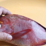 Förbered röd snapper