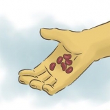 Odla röda kidneybönor