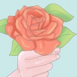 Plantera rosor