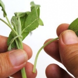Torkande salvia