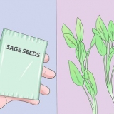Växande salvia