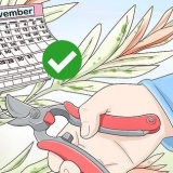 Beskärning salix integra