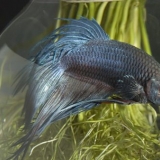 Uppfödning av siamesisk kampfisk