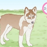 Uppfödning av siberian huskies