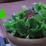 Odla sallad inomhus